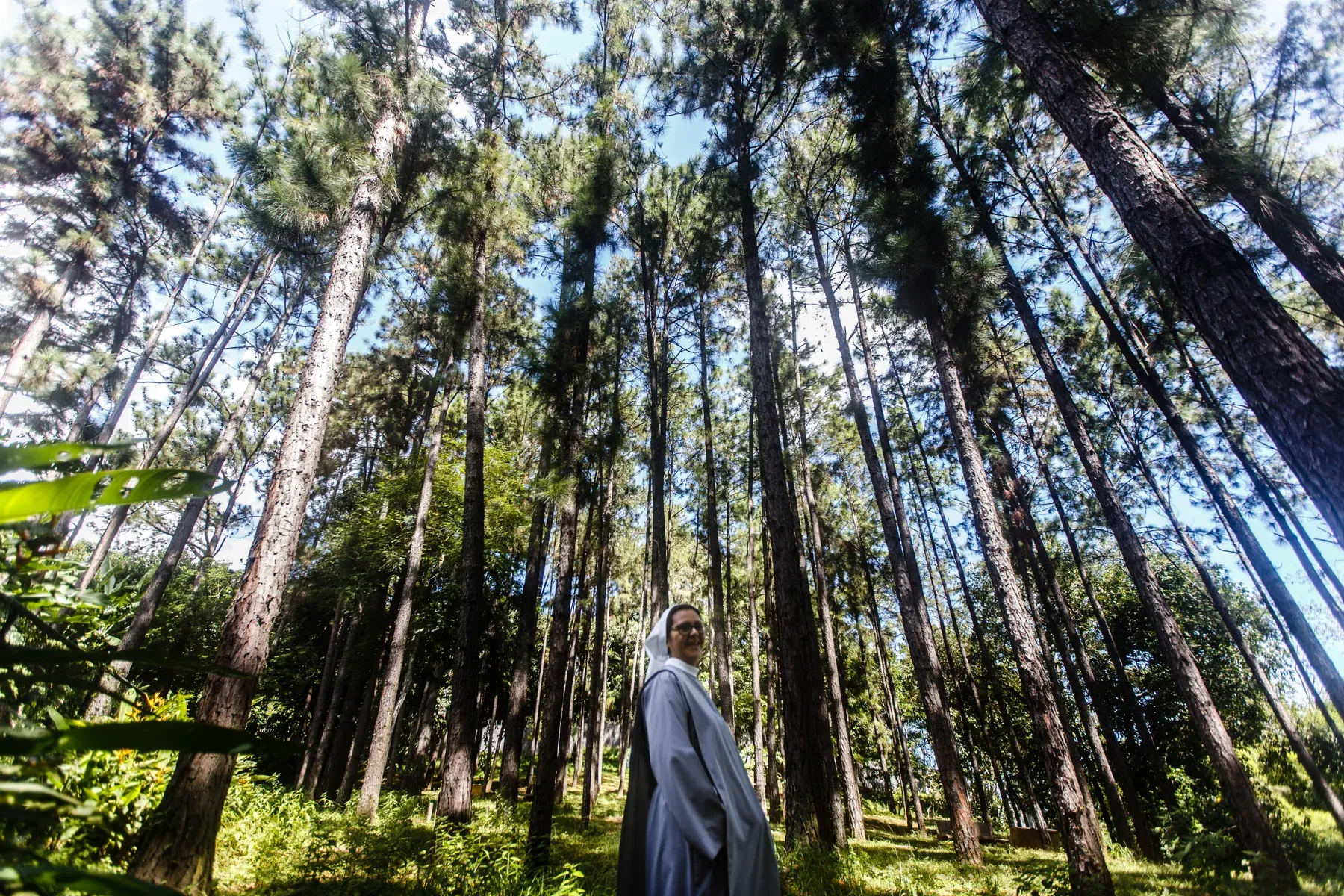 O bosque de pinheiros do terreno do mosteiro