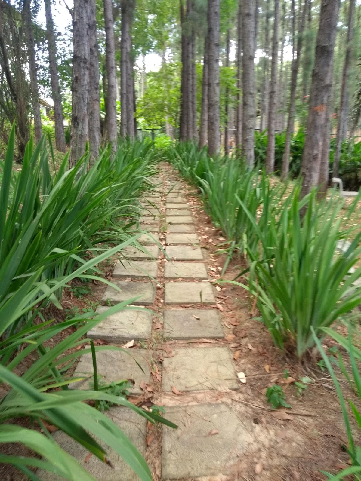 Caminho de pedra entre a vegetação do terreno do mosteiro
