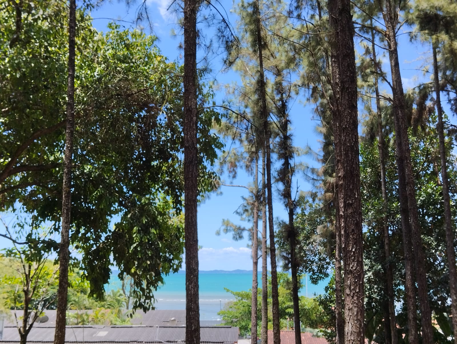 Bosque do mosteiro com vista para o mar
