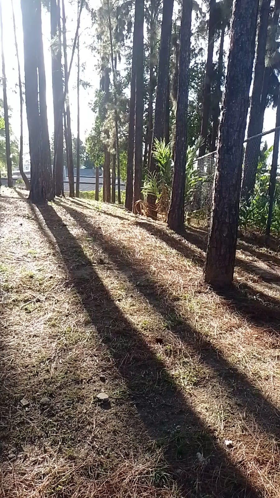 Bosque de pinheiros do terreno do mosteiro, com as sombras dos troncos no chão